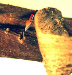Puesta de Parmena pubescens